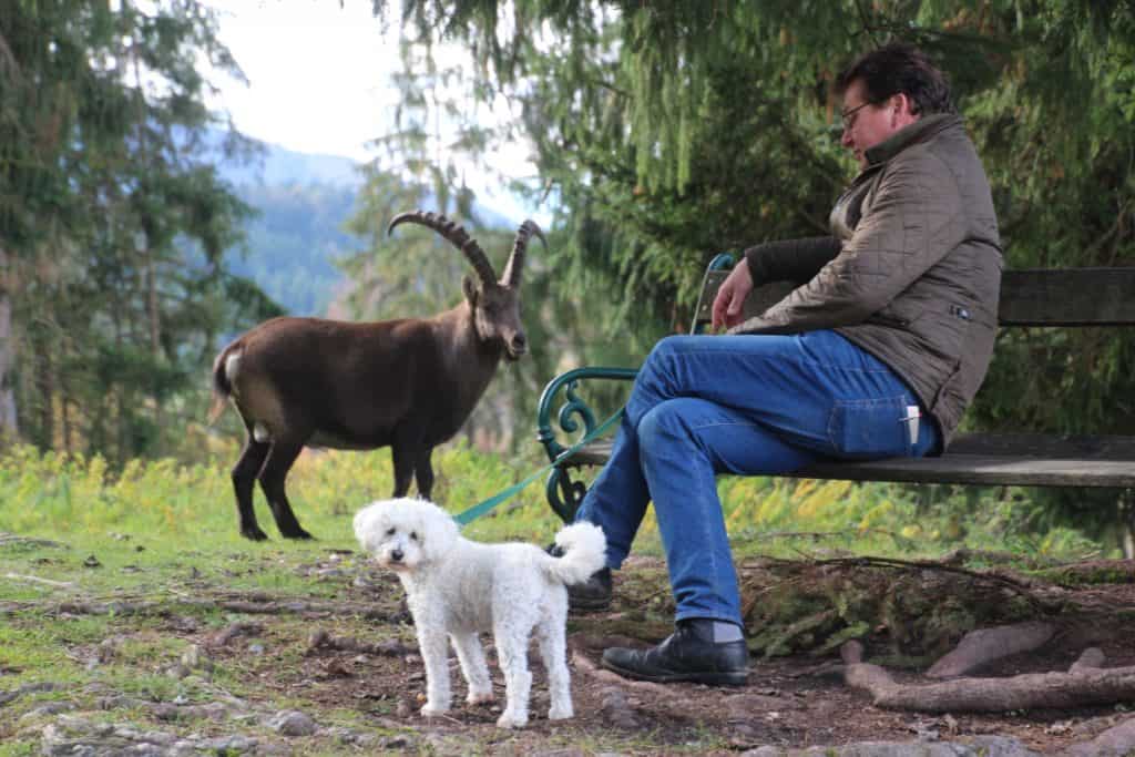 Hund und Steinbock mit Besucher - im Tierpark sind Hunde an der Leine erlaubt