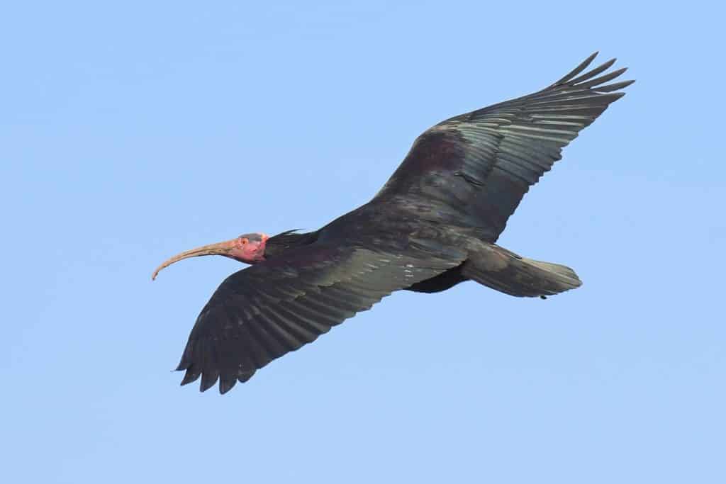 Ibis im Flug bei Waldrapp Artenschutz-Programm
