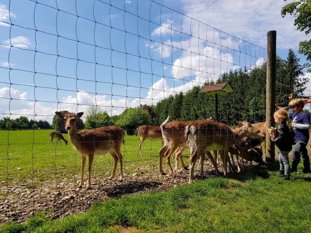 Kinder füttern Wild im Zoo