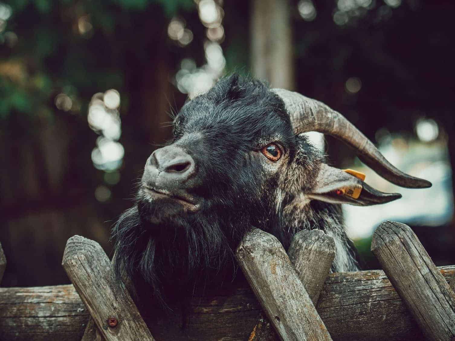 Ziege im Streichelzoo - Ausflugstipp Wildtierpark Rosegg in Kärnten, Österreich.