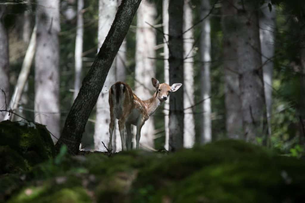 Reh im Wald - Gehege im Tierpark Rosegg in Kärnten - Österreich